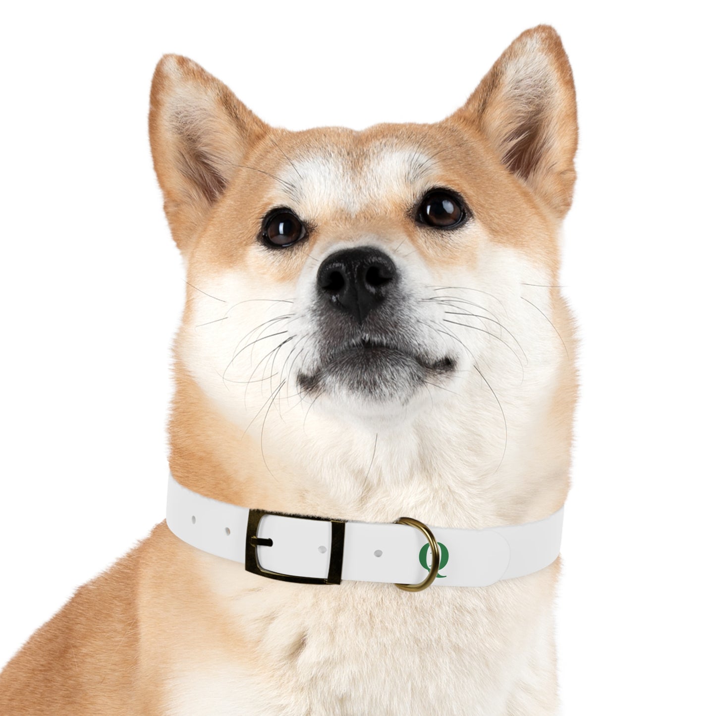 IQ Fashion | Dog Collar