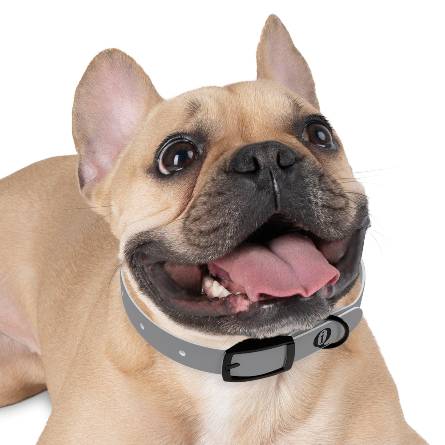 IQ Fashion | Dog Collar