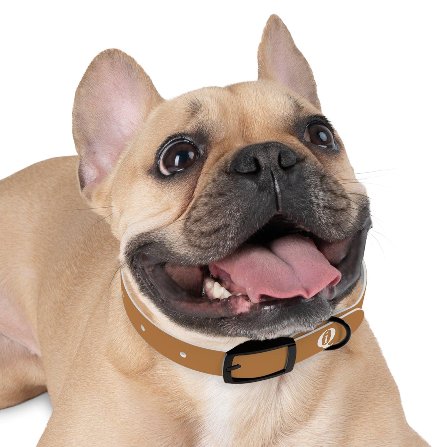 IQ Fashion | Dog Collar