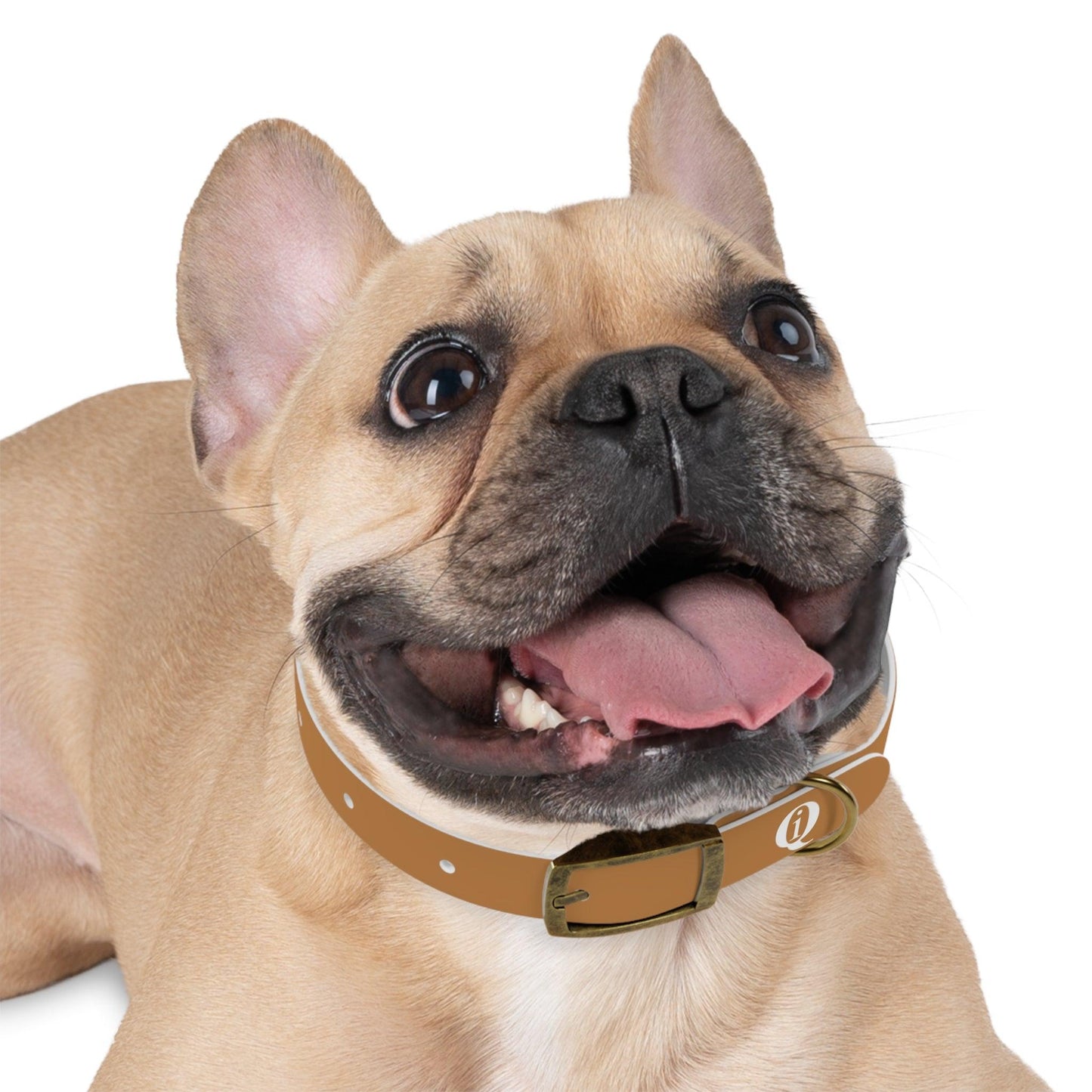 IQ Fashion | Dog Collar