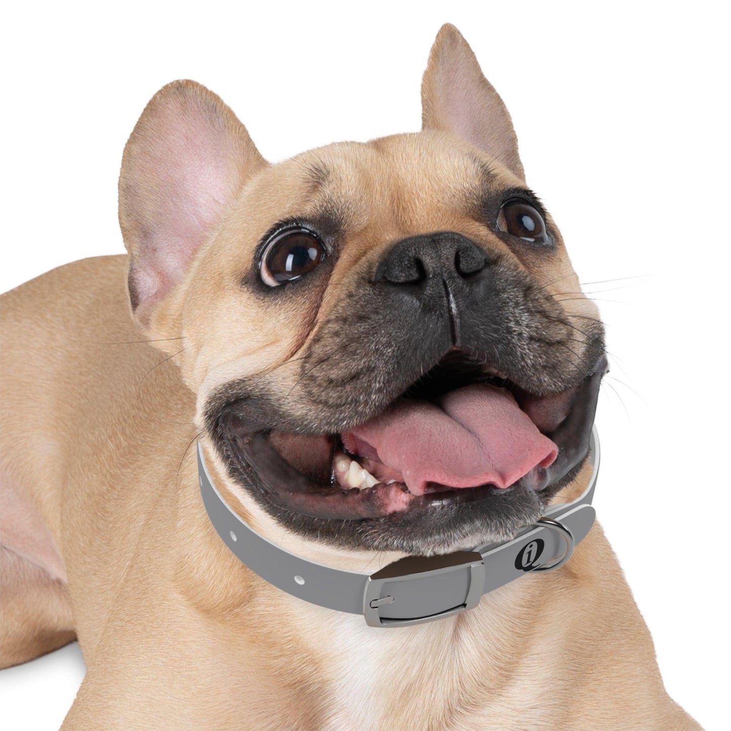 IQ Fashion | Dog Collar