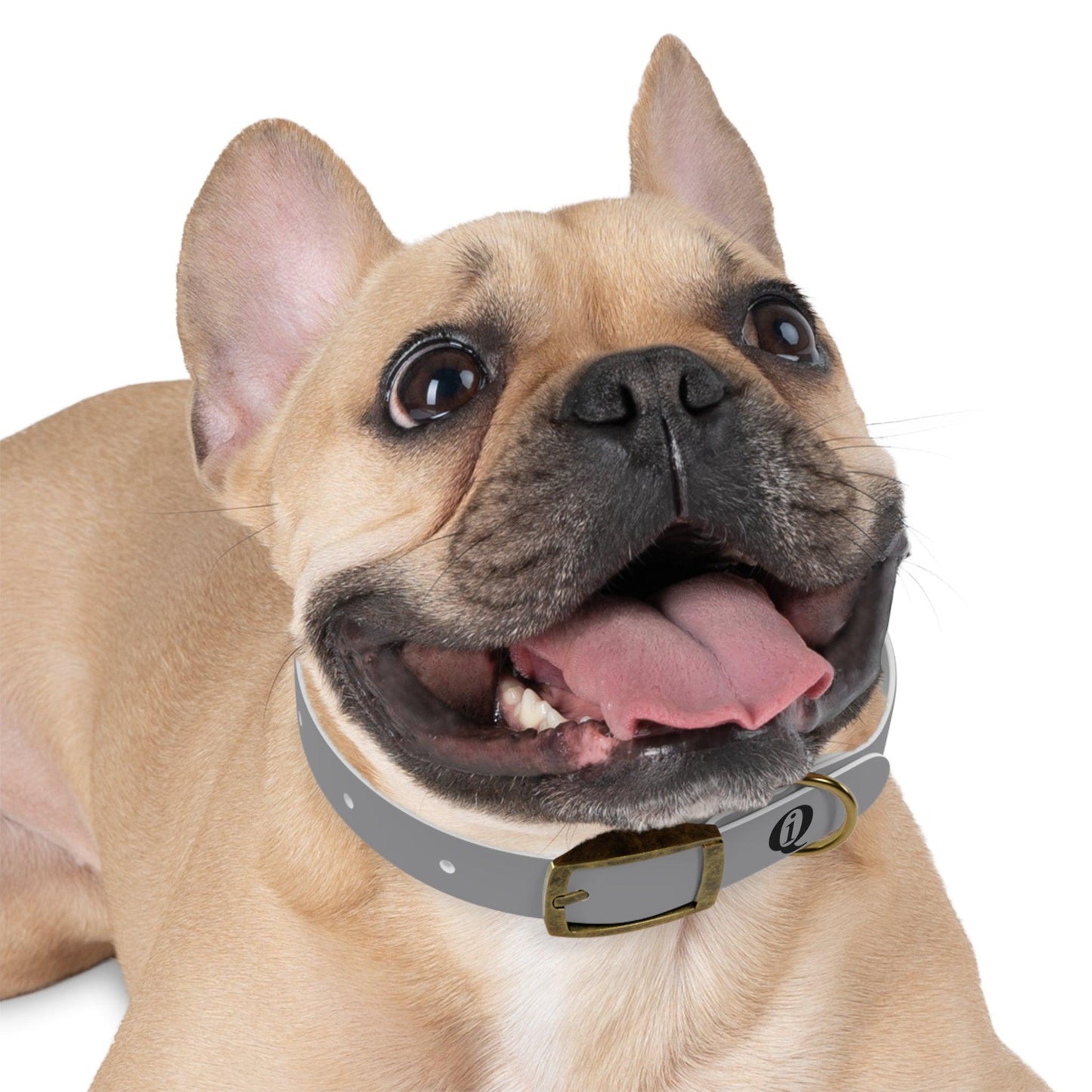 IQ Fashion | Dog Collar