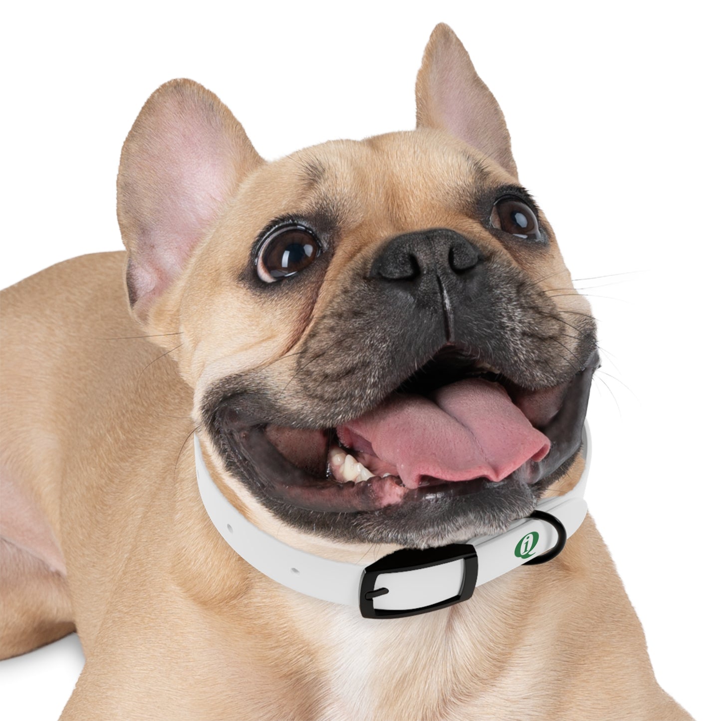 IQ Fashion | Dog Collar