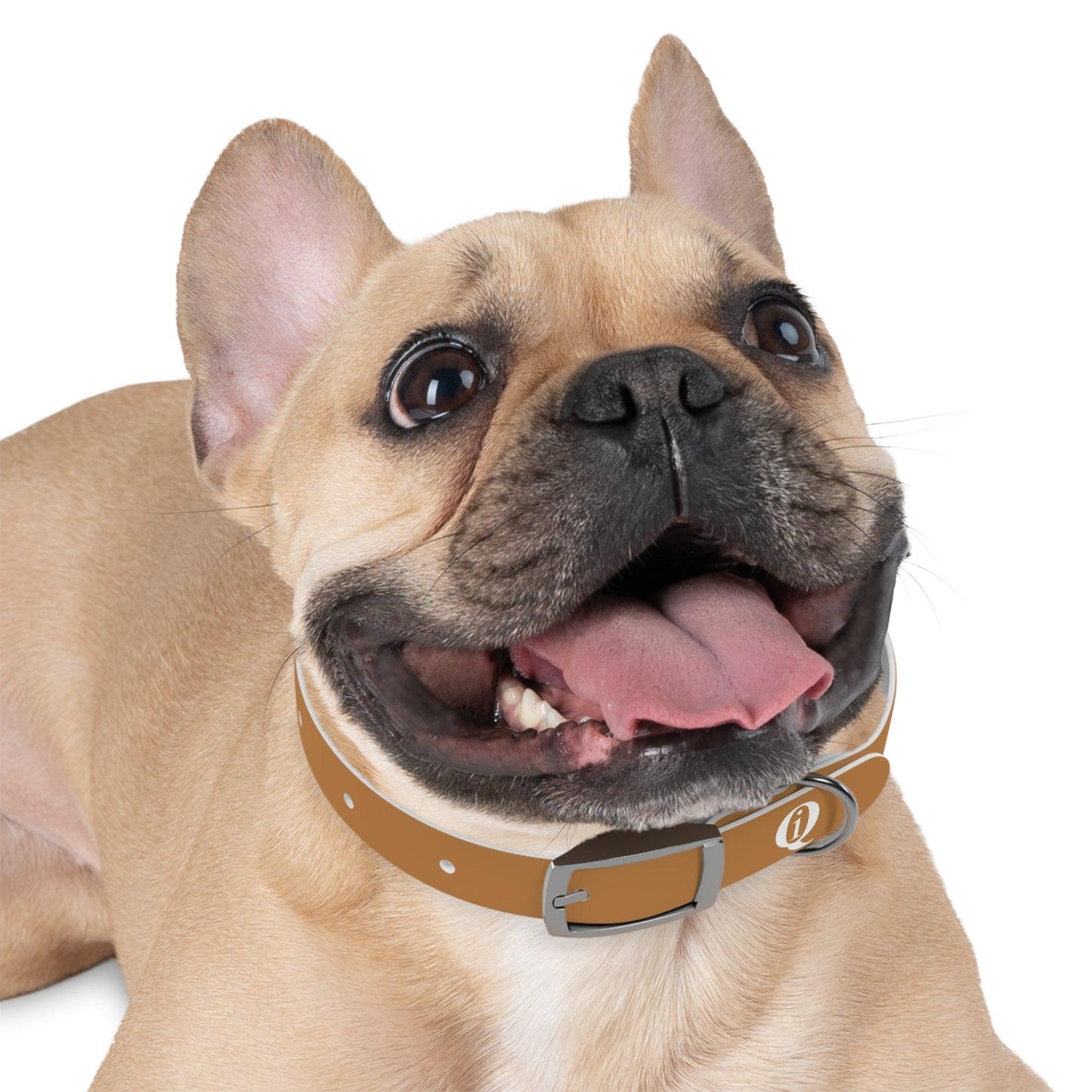 IQ Fashion | Dog Collar